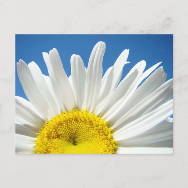 Cartes postales Fleur marguerite personnalisées Aj (Devant)