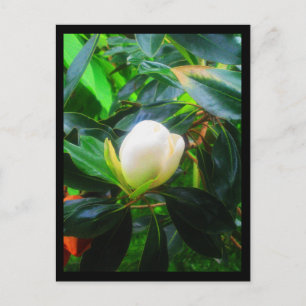 Cartes postales-Fleurs de ville-38