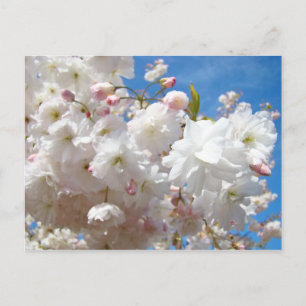 Cartes postales florales Fleurs de cerisier roses 