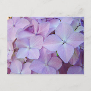Cartes postales florales Lavande Purple Hydrangea 