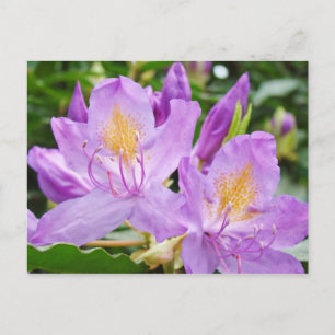 Cartes postales florales lumineuses Fleur de Rhodo