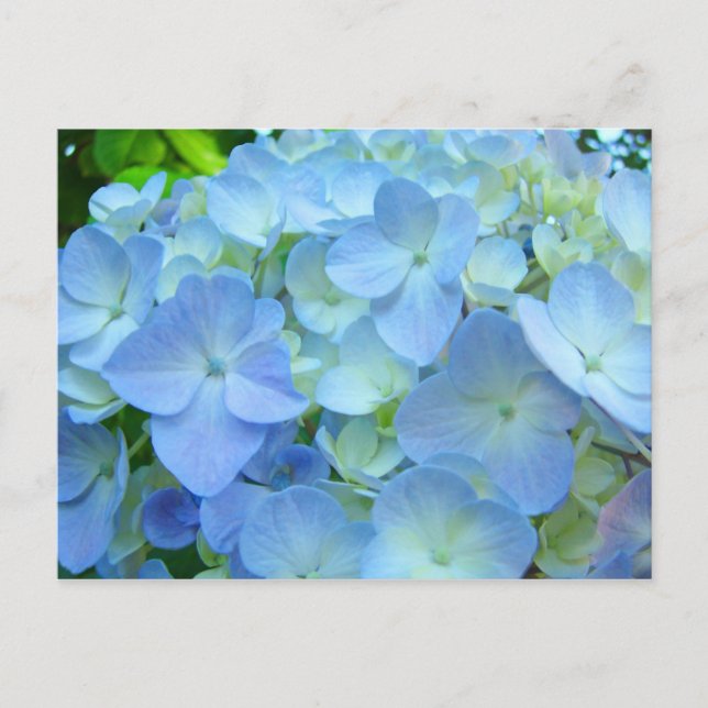Cartes postales florales magnifiques Hydrangeas bl (Devant)
