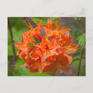 Cartes postales florales Orange Azalea Bush