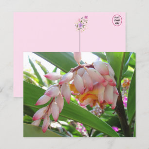 Cartes postales florales Shell Ginger Flowers