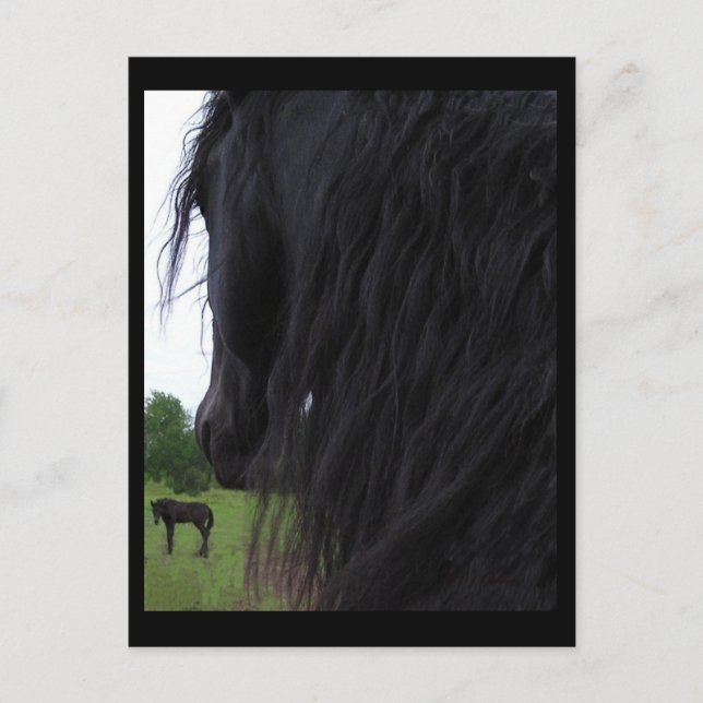 Cartes postales Friesian View (Devant)