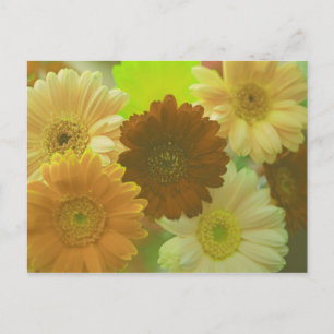 Cartes postales Gerbera Daisa Fleur Photo