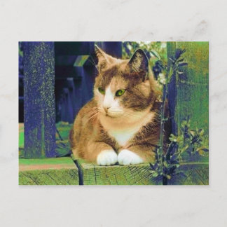 CARTES POSTALES GREEN EYES