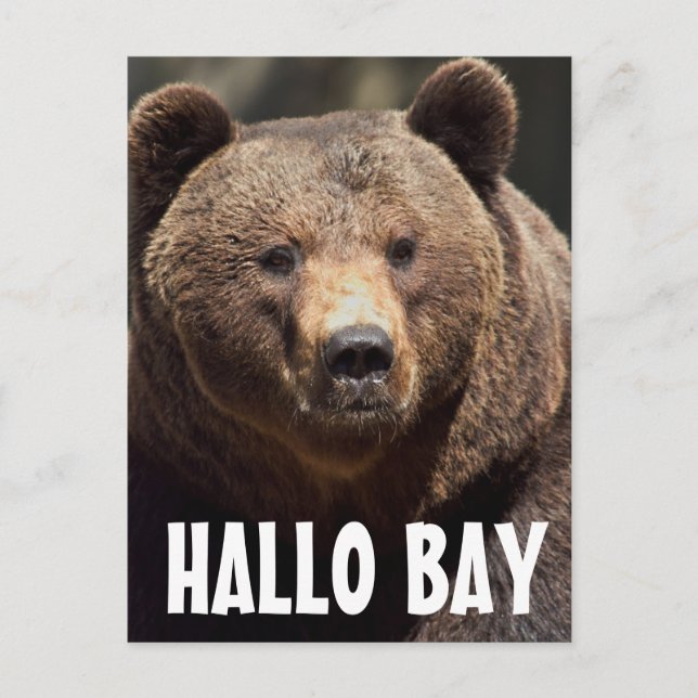 CARTES POSTALES HALLO BAY GRIZZLY BEAR (Devant)