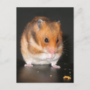 Cartes postales Hamster