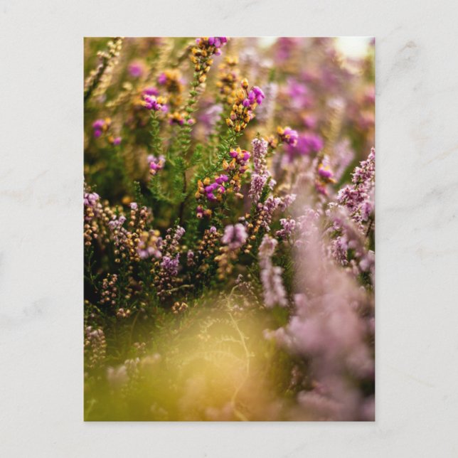 Cartes postales Heather Grouse Floral Nature Autom (Devant)