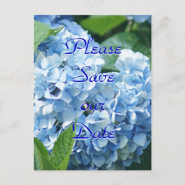 Cartes postales Hydrangeas Bleus Sauvez notre date (Devant)