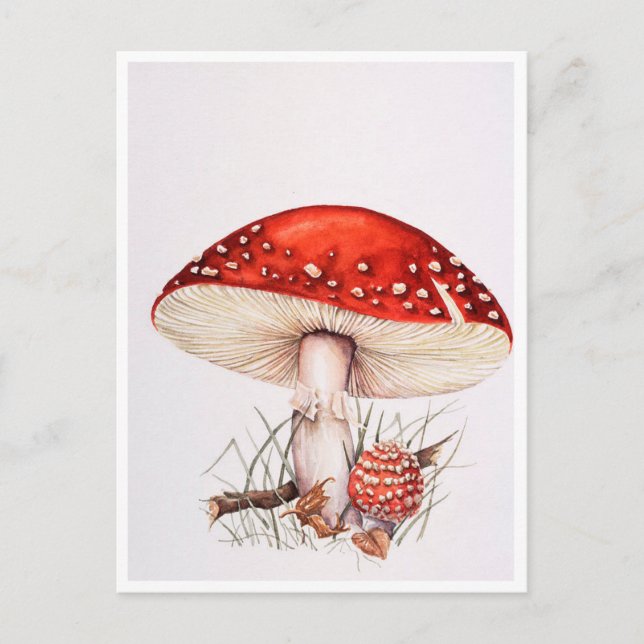 Cartes postales - Illustration des champignons de  (Devant)