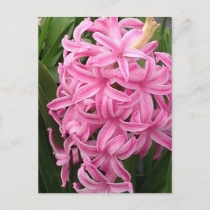 Cartes postales Jolie Fleurs De Hyacinthe Rose