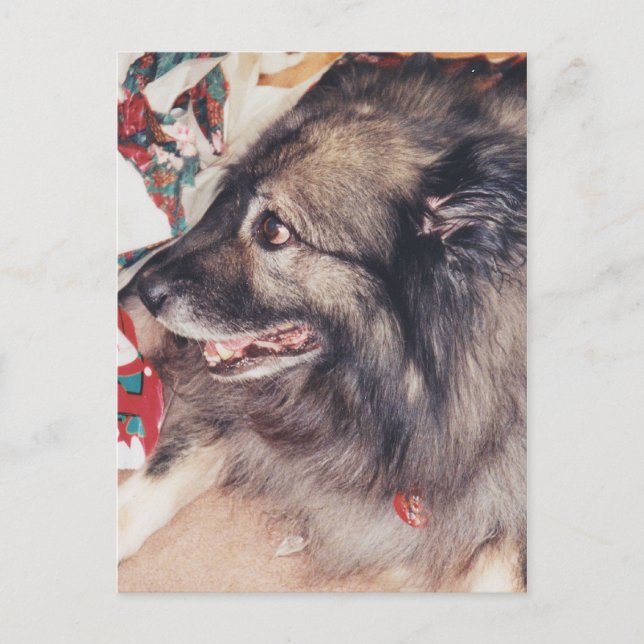 Cartes postales Keeshond (Devant)