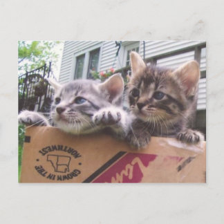 Cartes postales Kittens