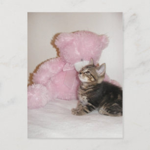 cartes postales kitty et teddy