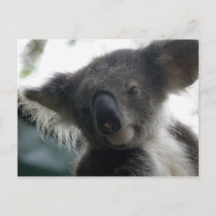 Cartes postales Koalas QLD Australie