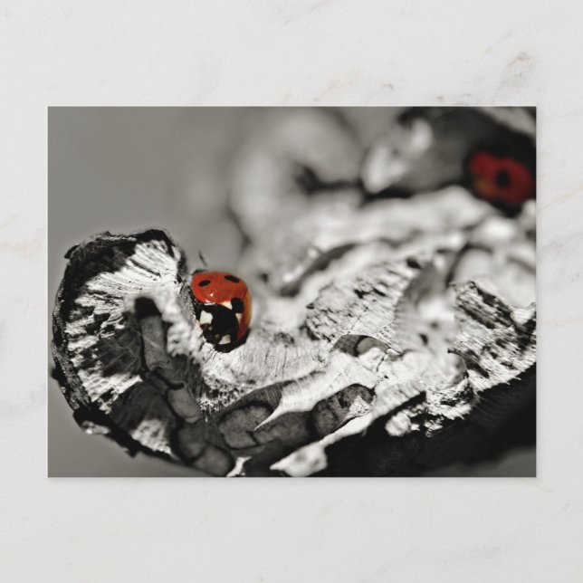 Cartes postales Ladybugs (Devant)