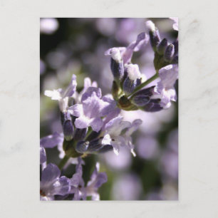 Cartes postales Lavender Herbs