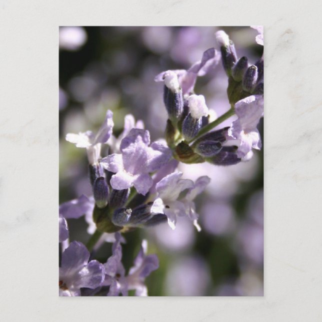 Cartes postales Lavender Herbs (Devant)