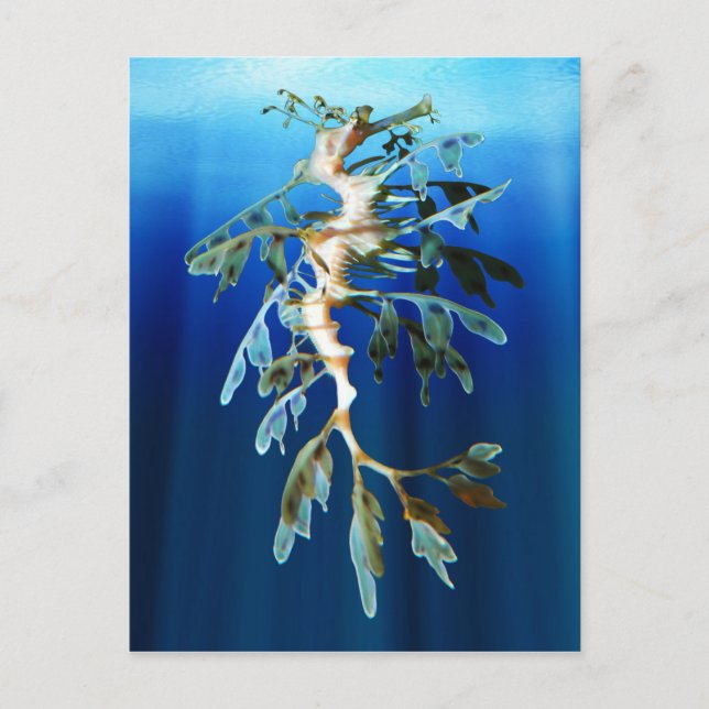 Cartes postales Leafy Sea Dragon (Devant)
