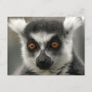 Cartes postales Lemur Face