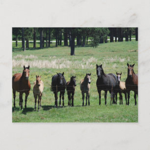Cartes postales - Mares & Foies