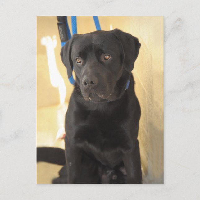 Cartes postales Mastiff/Chocolat Labrador Retrieve (Devant)