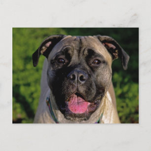 Cartes postales Mastiff Smile