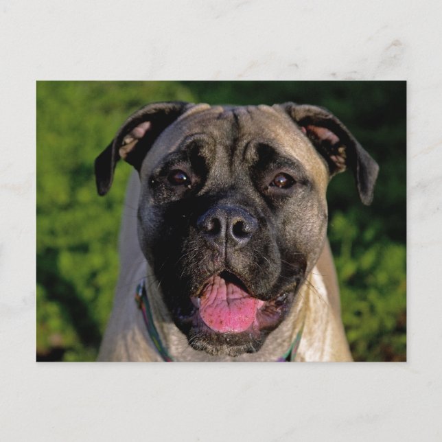 Cartes postales Mastiff Smile (Devant)