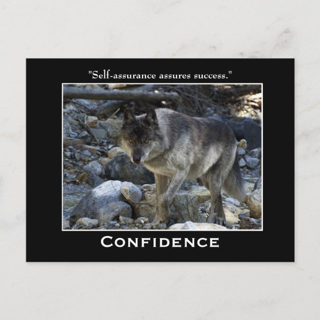 Cartes postales motivées par le loup gris (Devant)