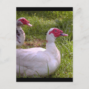 Cartes postales Muscovy Drakes
