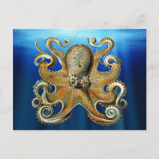 Cartes postales Octopus (Devant)