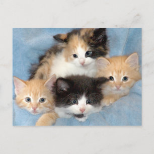 Cartes postales Orange, Calico et Black/White Kitt