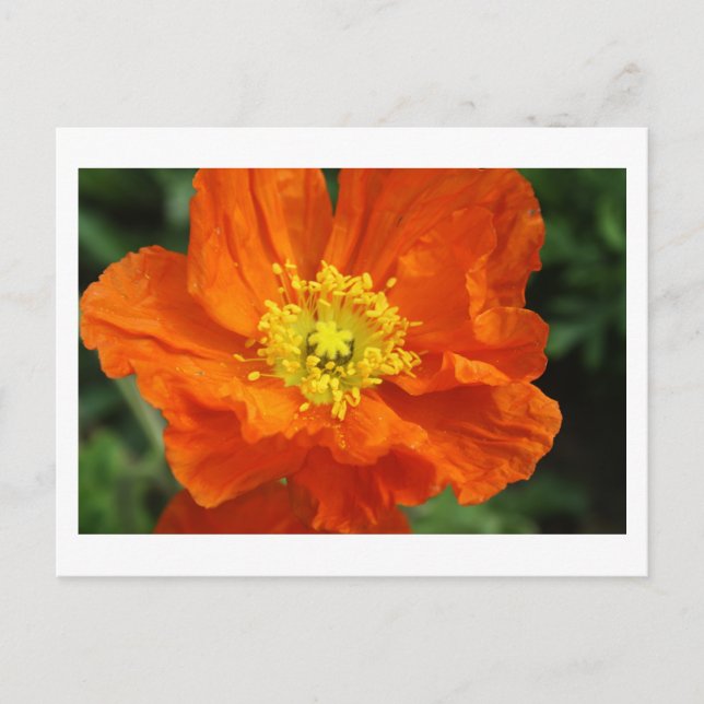 Cartes postales Orange Poppy Flower (Devant)