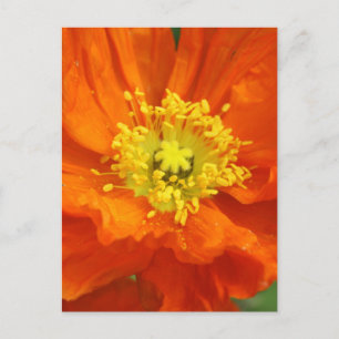 Cartes postales Orange Poppy Flower