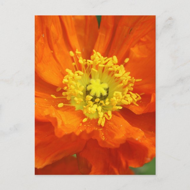 Cartes postales Orange Poppy Flower (Devant)