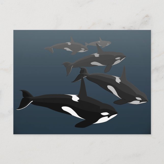 Cartes postales Orca Whale Custom Killer Whale Car (Devant)