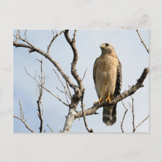 Cartes postales Osprey