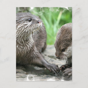 Cartes postales Otter Habitat