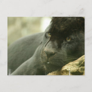 Cartes postales Panneaux couchés