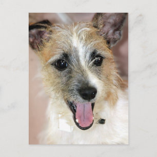 Cartes postales Parson Russell Terrier/Yorkie Mix