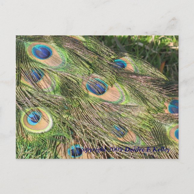 Cartes postales Peacock Tail Feathers (Devant)