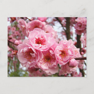 Cartes postales personnalisées Fleurs de cerisier 