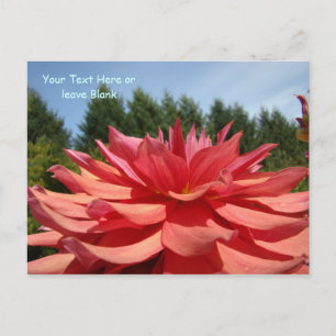 Cartes postales personnalisées Fleurs de dahlia ca