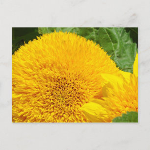 Cartes postales personnalisées Grand Tournesol Jau
