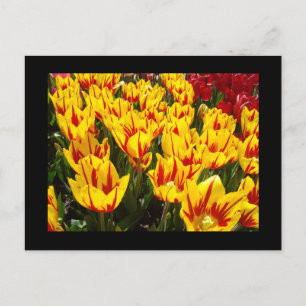Cartes postales personnalisées Tulipes Jaunes Roug