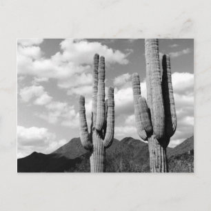 Cartes postales photo N&B Cactus Saguaro Désert de