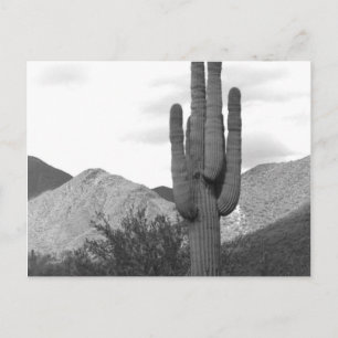 Cartes postales photo N&B Cactus Saguaro Désert de