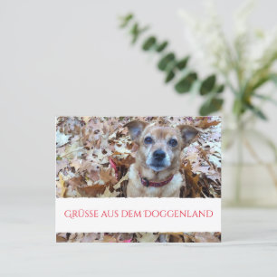 Cartes postales Photographie de chien 